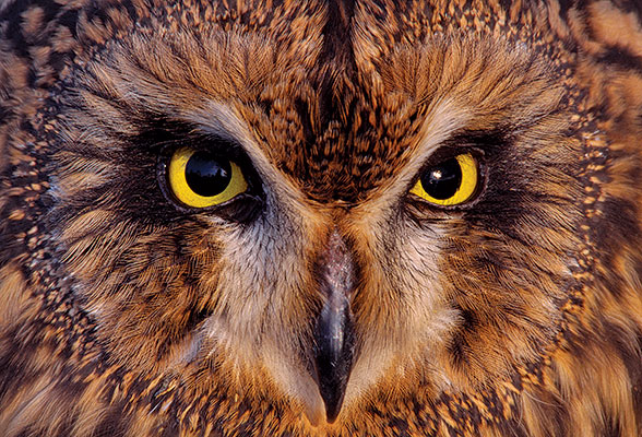 Short-eared owl © Laurie Campbell